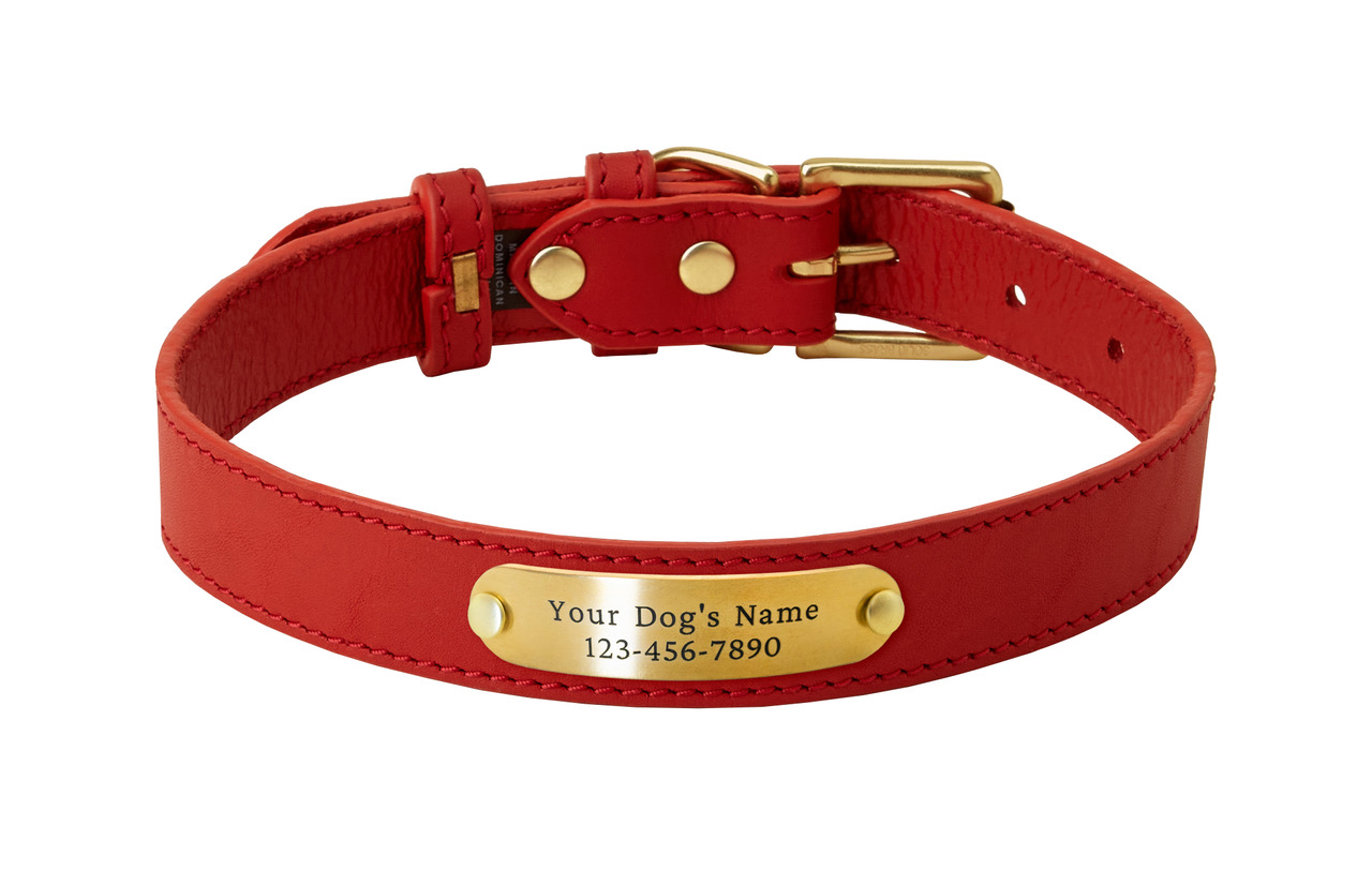10 Best Collars for Pitbulls [2021 Updated] Pet Life World