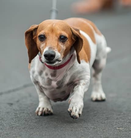 All You Need to Know About the Beagle Dachshund Mix