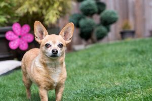 Chiweenie