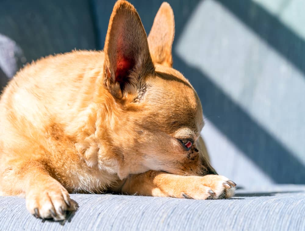 Lazy Chiweenie